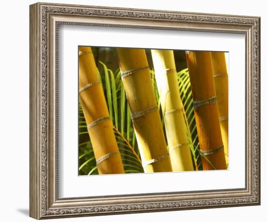 Bamboo Stems, Queensland Australia-David Wall-Framed Photographic Print