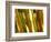 Bamboo Stems, Queensland Australia-David Wall-Framed Photographic Print