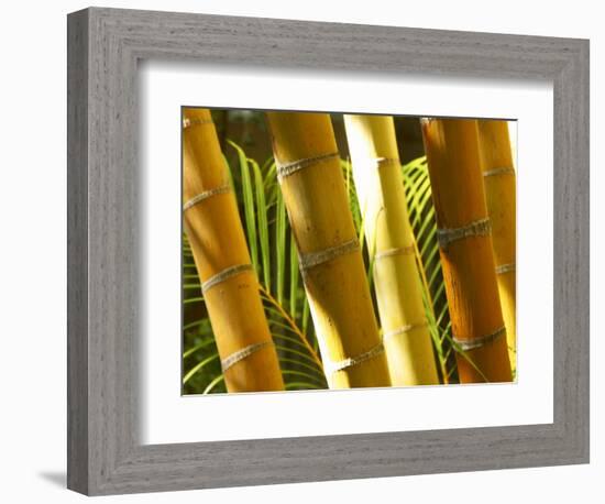 Bamboo Stems, Queensland Australia-David Wall-Framed Photographic Print