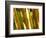 Bamboo Stems, Queensland Australia-David Wall-Framed Photographic Print