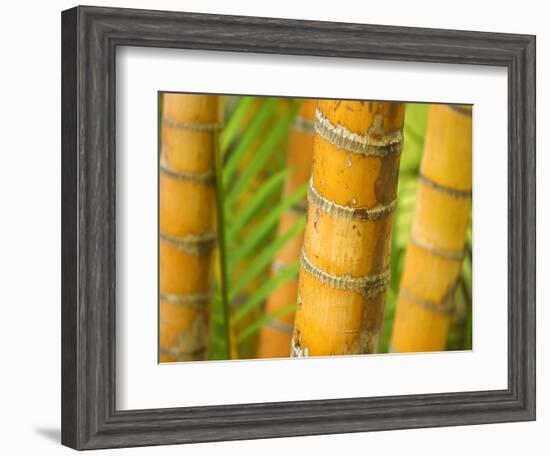 Bamboo Stems, Queensland Australia-David Wall-Framed Photographic Print