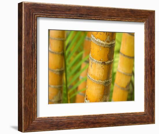 Bamboo Stems, Queensland Australia-David Wall-Framed Photographic Print