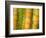 Bamboo Stems, Queensland Australia-David Wall-Framed Photographic Print