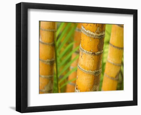 Bamboo Stems, Queensland Australia-David Wall-Framed Photographic Print