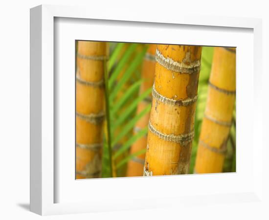 Bamboo Stems, Queensland Australia-David Wall-Framed Photographic Print