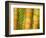 Bamboo Stems, Queensland Australia-David Wall-Framed Photographic Print