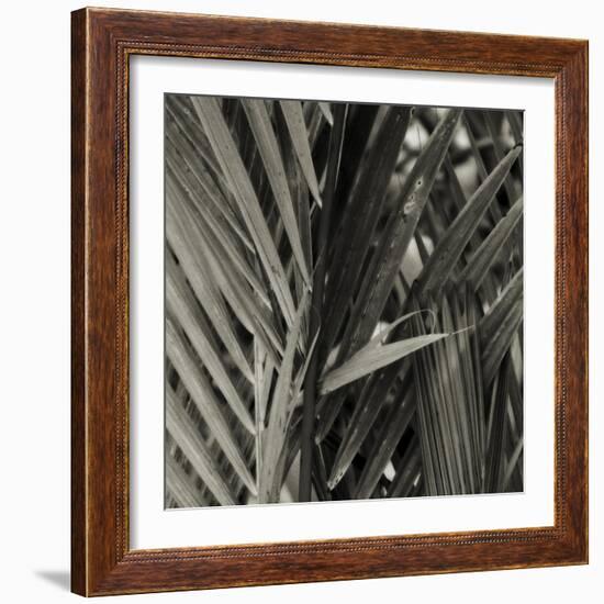 Bamboo Study I-Tang Ling-Framed Photographic Print