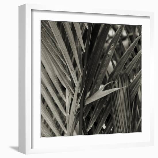 Bamboo Study I-Tang Ling-Framed Photographic Print