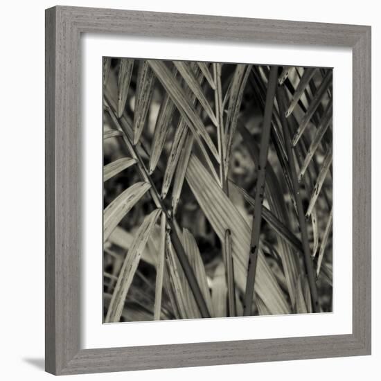 Bamboo Study II-Tang Ling-Framed Photographic Print