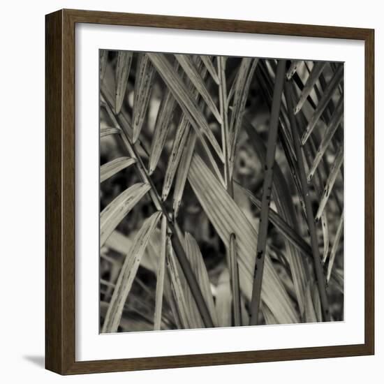 Bamboo Study II-Tang Ling-Framed Photographic Print