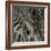 Bamboo Study II-Tang Ling-Framed Photographic Print