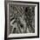 Bamboo Study II-Tang Ling-Framed Photographic Print