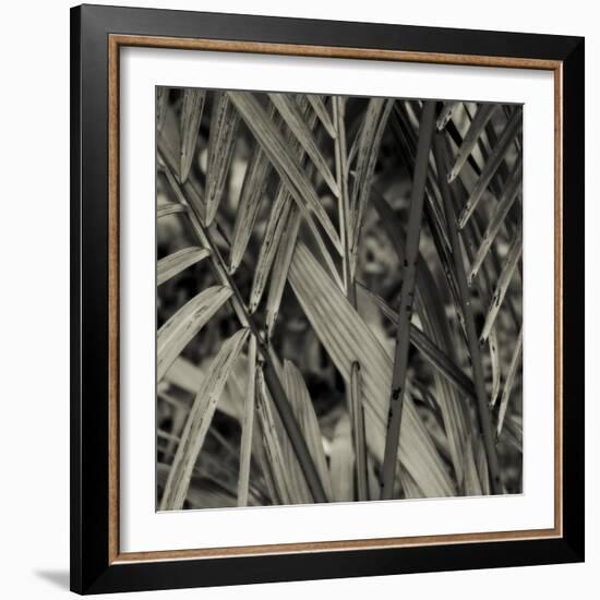 Bamboo Study II-Tang Ling-Framed Photographic Print