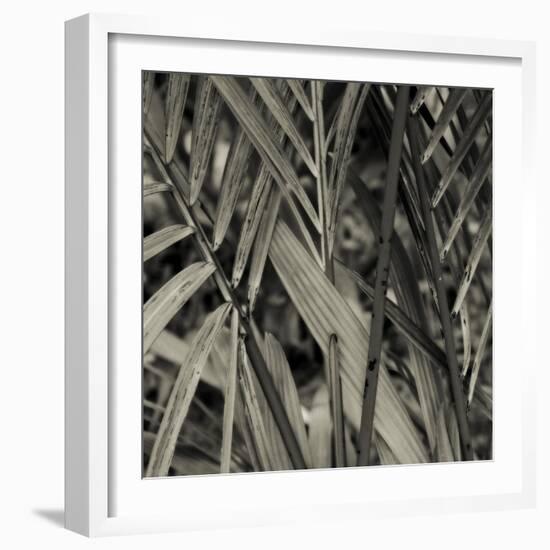 Bamboo Study II-Tang Ling-Framed Photographic Print