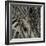 Bamboo Study II-Tang Ling-Framed Photographic Print