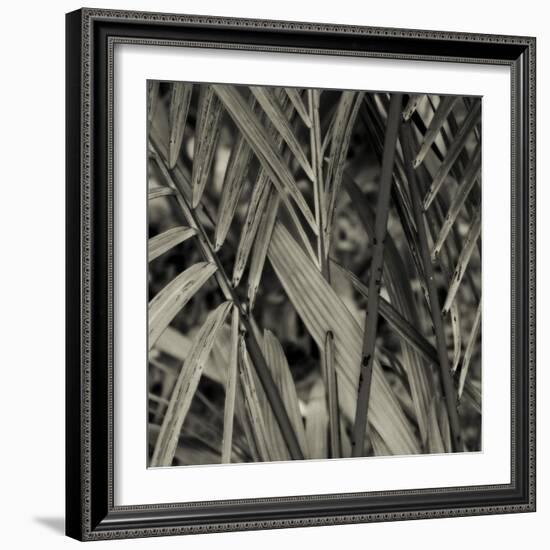 Bamboo Study II-Tang Ling-Framed Photographic Print