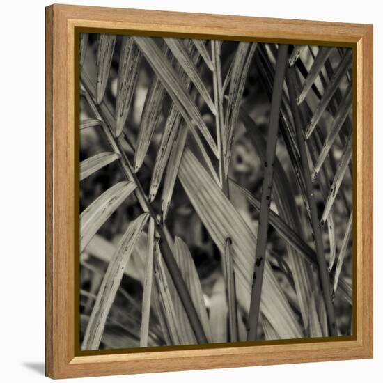 Bamboo Study II-Tang Ling-Framed Premier Image Canvas