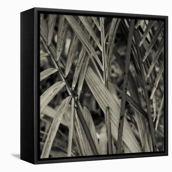 Bamboo Study II-Tang Ling-Framed Premier Image Canvas