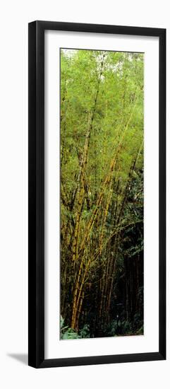 Bamboo Trees in a Forest, Akaka Falls State Park, Hawaii County, Hawaii, USA-null-Framed Photographic Print