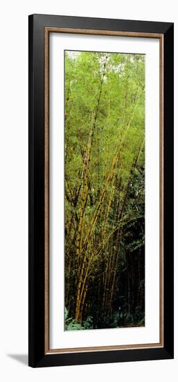 Bamboo Trees in a Forest, Akaka Falls State Park, Hawaii County, Hawaii, USA-null-Framed Photographic Print