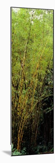 Bamboo Trees in a Forest, Akaka Falls State Park, Hawaii County, Hawaii, USA-null-Mounted Photographic Print