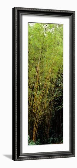 Bamboo Trees in a Forest, Akaka Falls State Park, Hawaii County, Hawaii, USA-null-Framed Photographic Print
