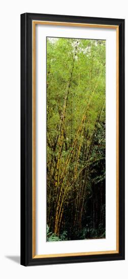 Bamboo Trees in a Forest, Akaka Falls State Park, Hawaii County, Hawaii, USA-null-Framed Photographic Print