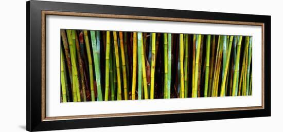 Bamboo Trees in Botanical Garden, Kanapaha Botanical Gardens, Gainesville, Alachua County, Florida-null-Framed Photographic Print