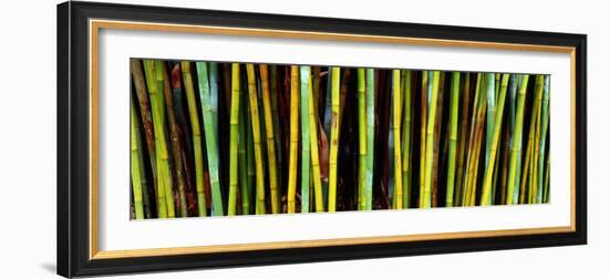 Bamboo Trees in Botanical Garden, Kanapaha Botanical Gardens, Gainesville, Alachua County, Florida-null-Framed Photographic Print