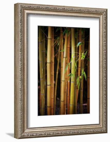 Bamboo Tribe-Philippe Sainte-Laudy-Framed Photographic Print