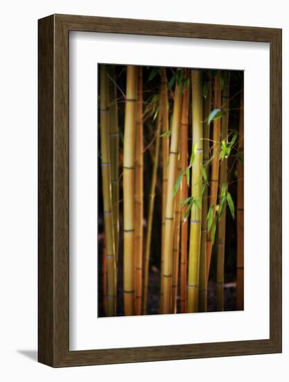 Bamboo Tribe-Philippe Sainte-Laudy-Framed Photographic Print