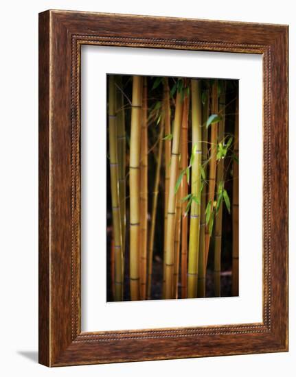 Bamboo Tribe-Philippe Sainte-Laudy-Framed Photographic Print