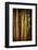 Bamboo Tribe-Philippe Sainte-Laudy-Framed Photographic Print