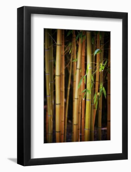 Bamboo Tribe-Philippe Sainte-Laudy-Framed Photographic Print