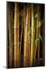 Bamboo Tribe-Philippe Sainte-Laudy-Mounted Photographic Print