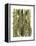 Bamboo Zebra-Fab Funky-Framed Stretched Canvas