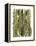 Bamboo Zebra-Fab Funky-Framed Stretched Canvas