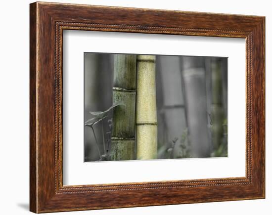 Bamboo-Karin Connolly-Framed Art Print