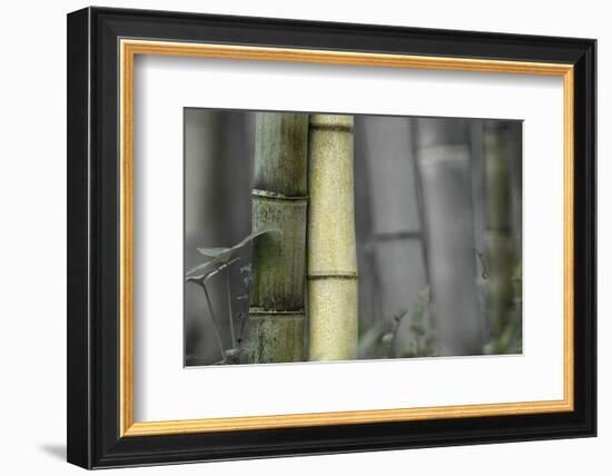 Bamboo-Karin Connolly-Framed Art Print