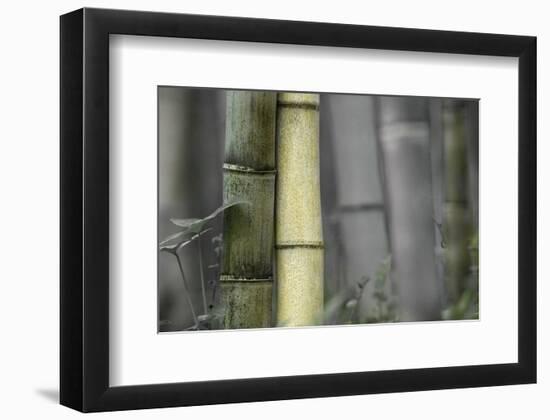 Bamboo-Karin Connolly-Framed Art Print