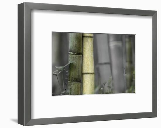 Bamboo-Karin Connolly-Framed Art Print