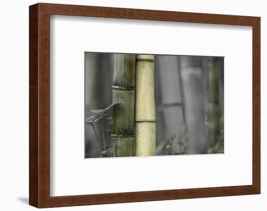 Bamboo-Karin Connolly-Framed Art Print