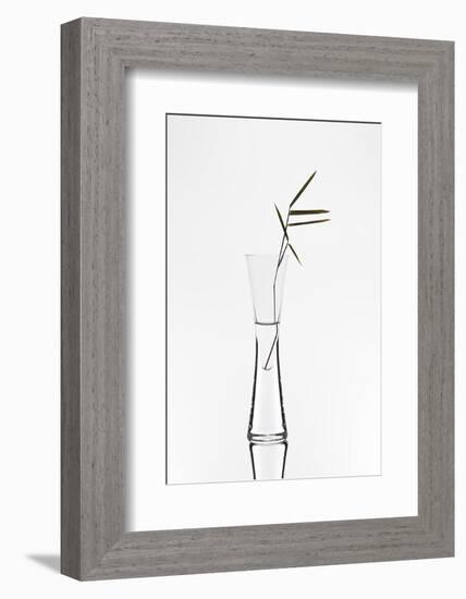 Bamboo-Christian Pabst-Framed Photographic Print