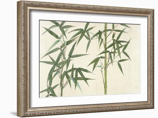 Bamboo-null-Framed Giclee Print