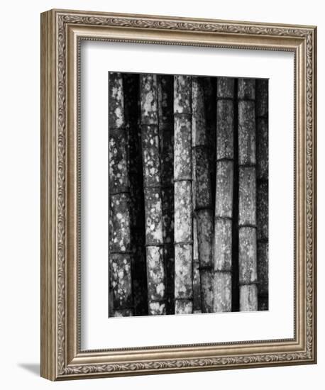 Bamboo-John Gusky-Framed Photographic Print