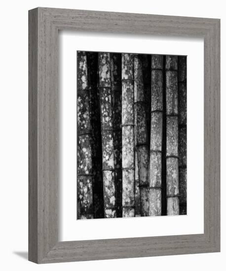 Bamboo-John Gusky-Framed Photographic Print