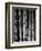 Bamboo-John Gusky-Framed Photographic Print