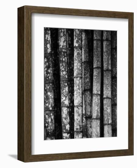 Bamboo-John Gusky-Framed Photographic Print