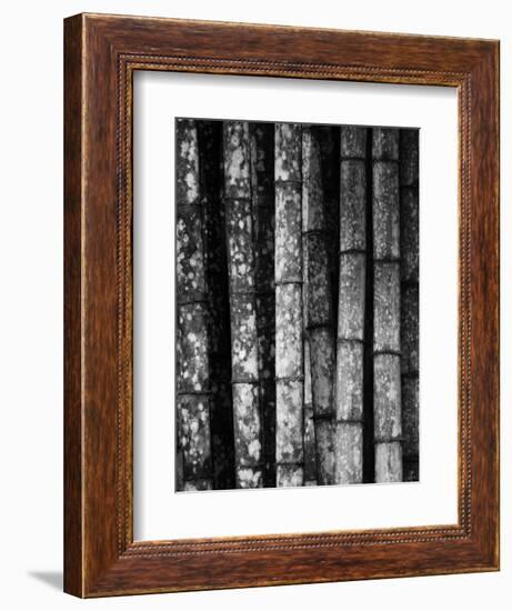 Bamboo-John Gusky-Framed Photographic Print