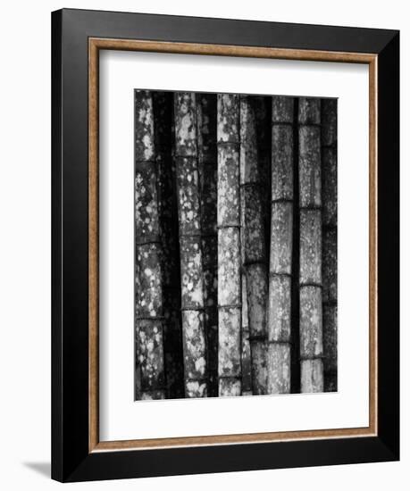 Bamboo-John Gusky-Framed Photographic Print